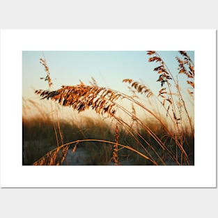 Sunlight On Sea Oats Posters and Art